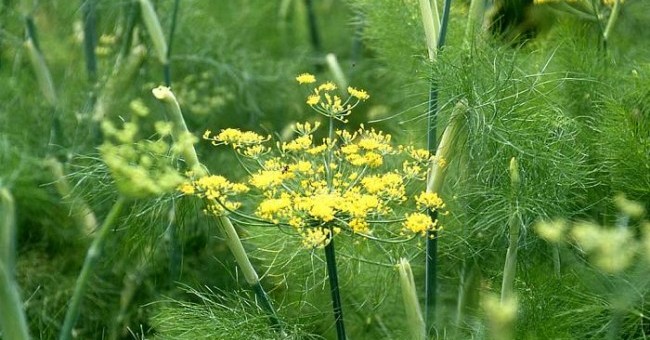 Foeniculum vulgare